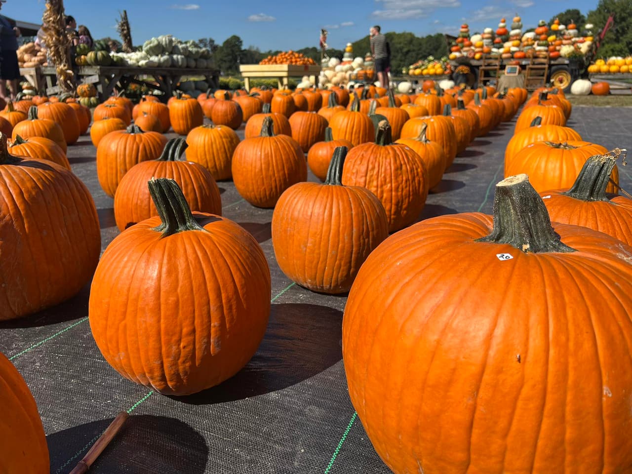 <b>DJ's Berry Patch (Apex)</b>
<br>
<b>Sitio web</b>: 
<a href="https://www.djsberrypatch.com/">https://www.djsberrypatch.com/</a> 
<br>
<b><a href="https://maps.app.goo.gl/5BtzjigszCqEgUAM8">Cómo llegar</a> </b>
<br>
<br>Lleva a tu familia a uno de los mejores huertos de calabazas cerca de Raleigh, donde podrás comprar crisantemos y calabazas para decorar o pasteles de calabaza caseros.