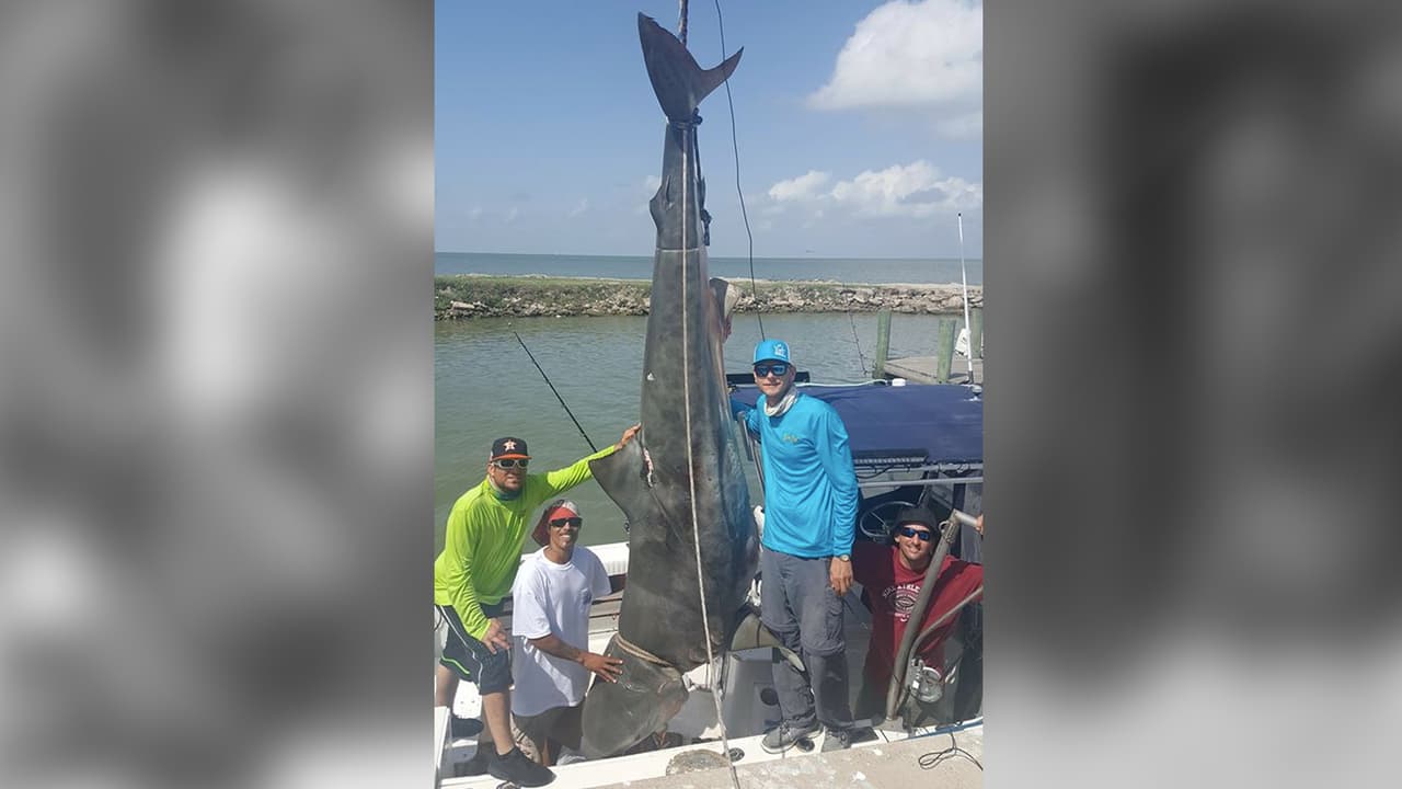 Sergio Roque logró pescar un 
<b><a href="https://www.facebook.com/239370679507207/photos/a.266553250122283.57074.239370679507207/1220707314706867/?type=3&theater">tiburón tigre de 946 libras</a></b> y ocupó el segundo puesto.