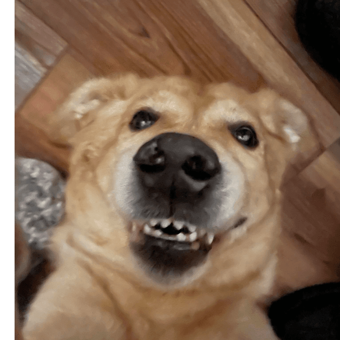 Nuestro perro se llama Max. Es un Labrador retriever, super dulce y muy cariñoso, que cree que quien venga de visita a nuestra casa, viene exclusivamente a verlo a él. Tomamos esta foto donde sale él en su posición preferida, boca arriba, para que le acariciemos la pancita.