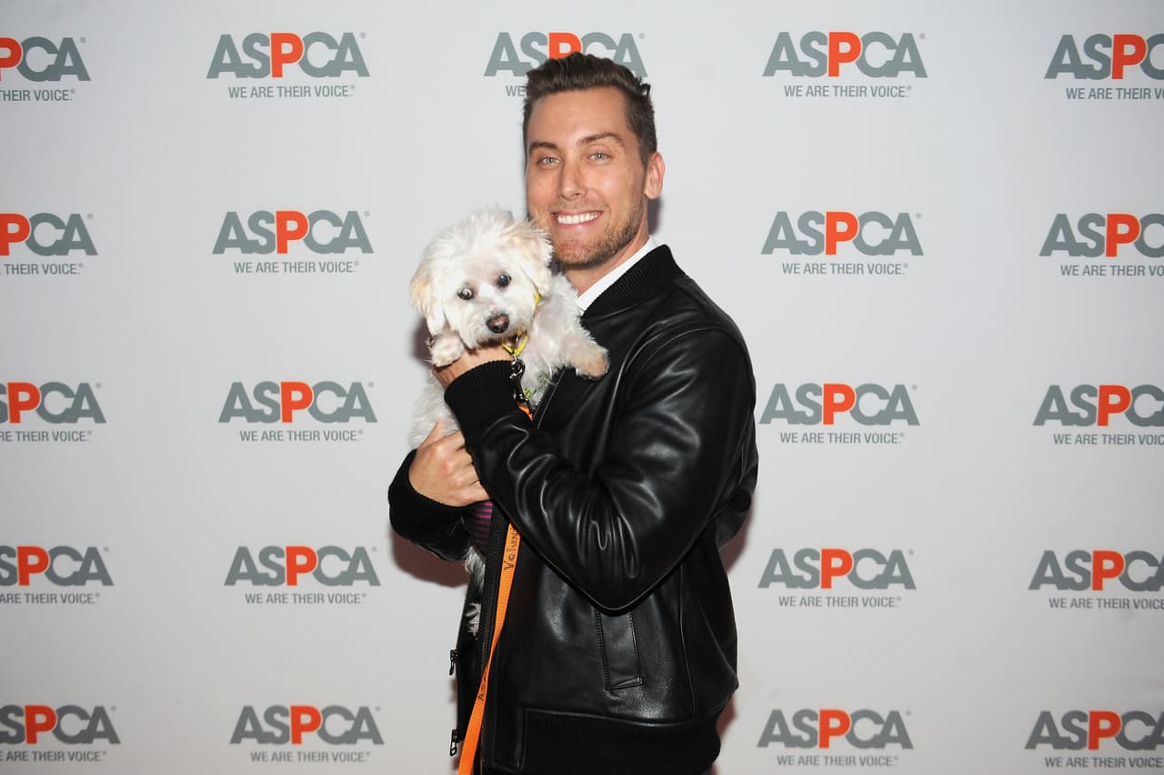 Cargando cachorros también vimos a Lance Bass, exintegrante de la banda de pop 'N Sync.