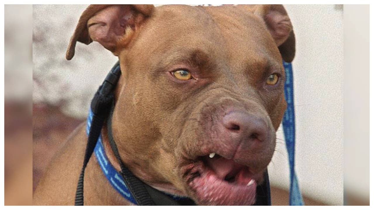 Un niño de 2 años murió tras ser atacado por un perro con el que había jugado varias horas