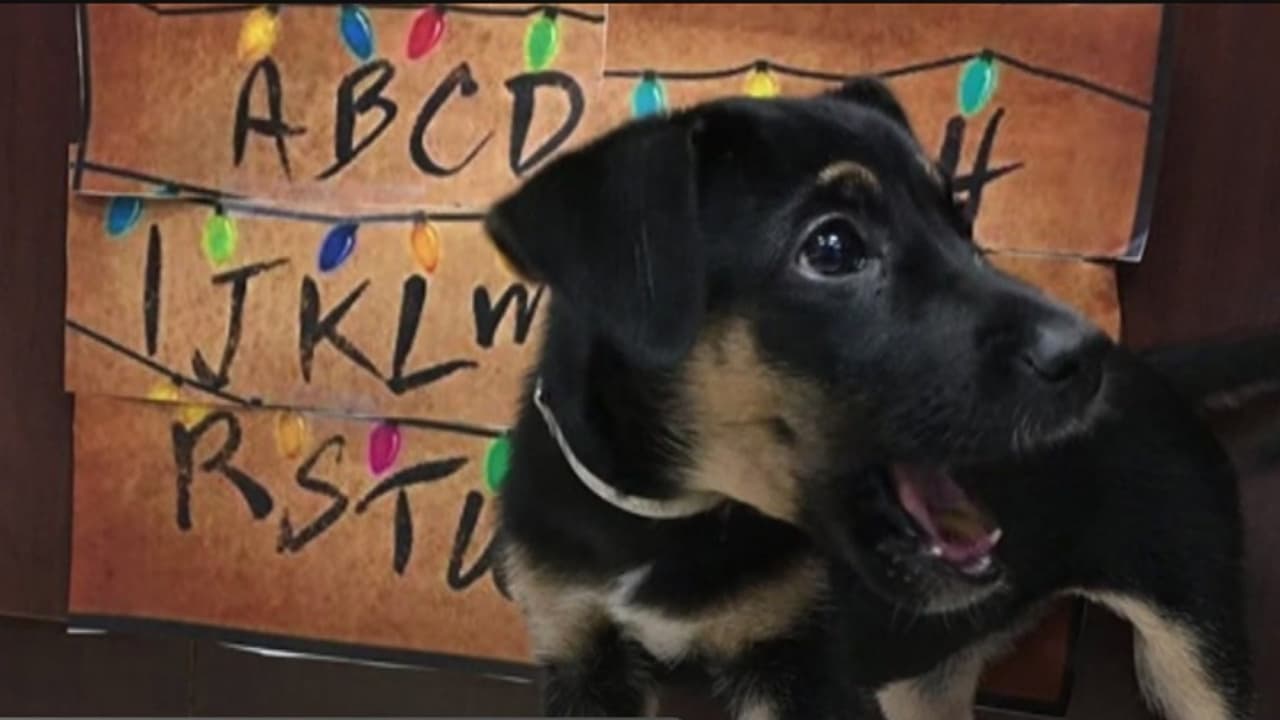 ¿'Stranger Things' en versión canina? Estos perritos se llaman como los personajes de la serie por una buena causa