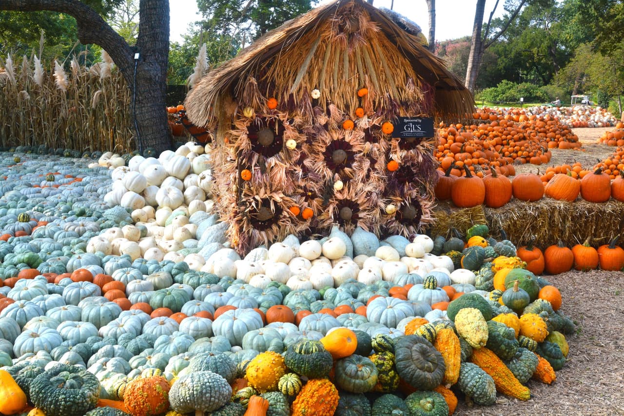 Son más de 90,000 calabazas en exhibición que adornan el Dallas Arboretum para el evento “The Art of the Pumpkin”, o en español, (el arte de la calabaza).
<br>