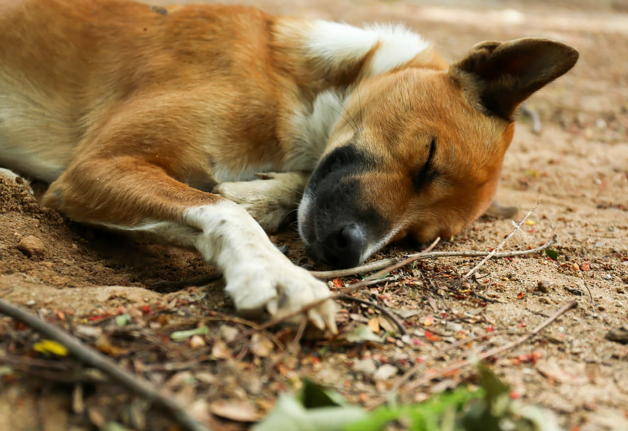 “Lo bonito vende, pero hay crueldad detrás de lo bello. La mayoría de los cachorritos comprados en línea vienen de granjas de perros. En el momento en que compras uno, el círculo de barbarie continúa”, dice el sitio web.