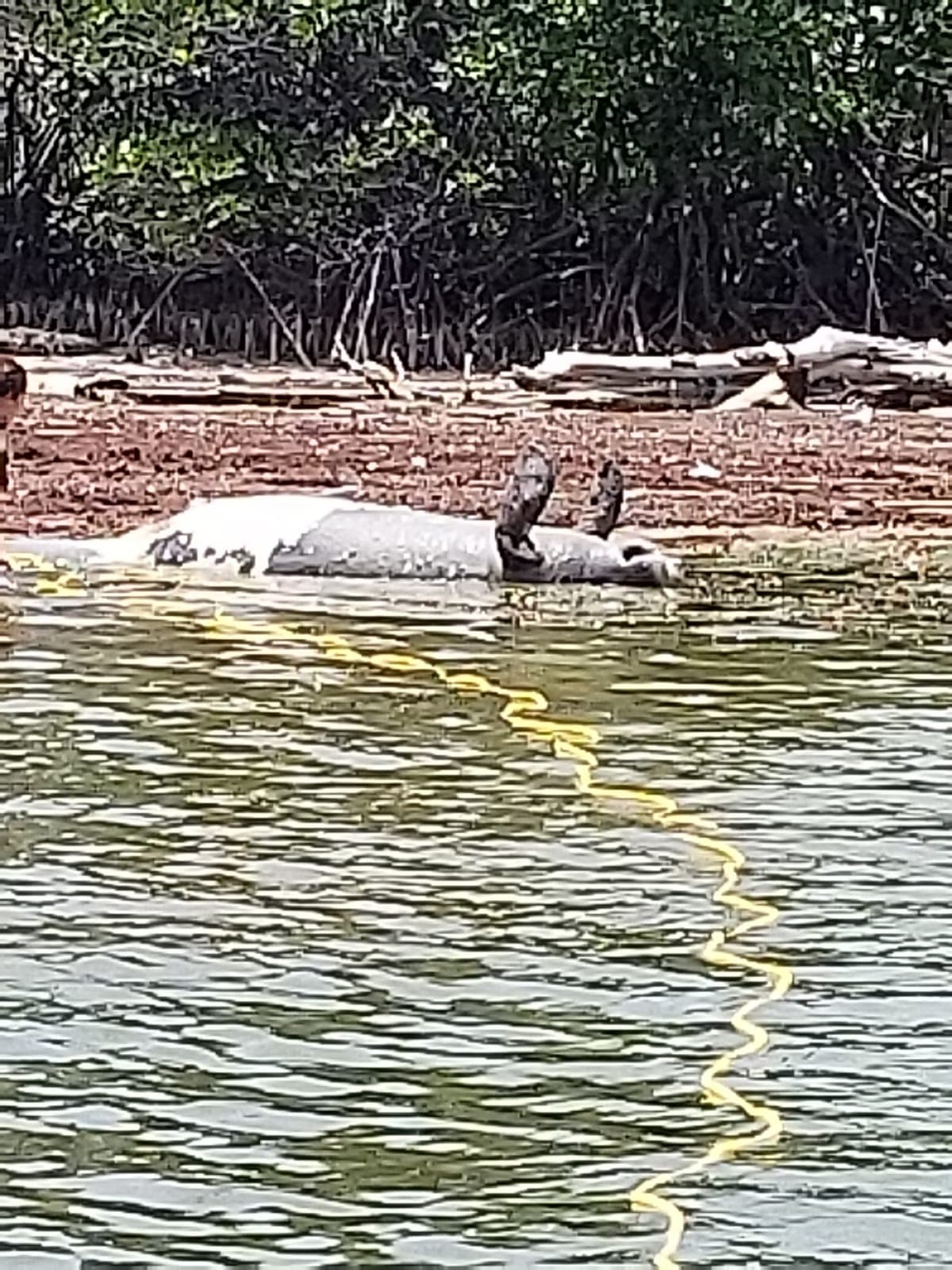 Se informó que hasta el lugar llegará personal del Departamento de Recursos Naturales para remover el mamífero y realizar una necropsia.