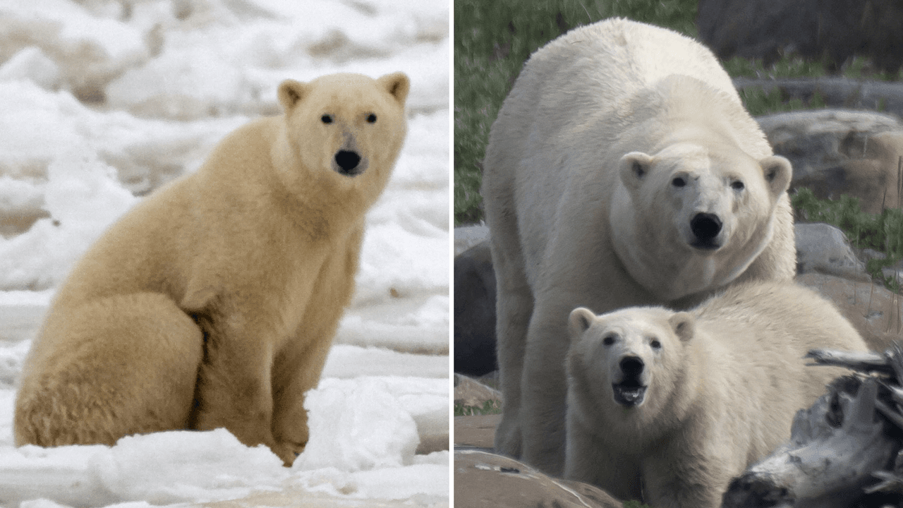 Científicos graban a osos polares como nunca: videos son tiernos, pero levantan alarmas sobre su futuro