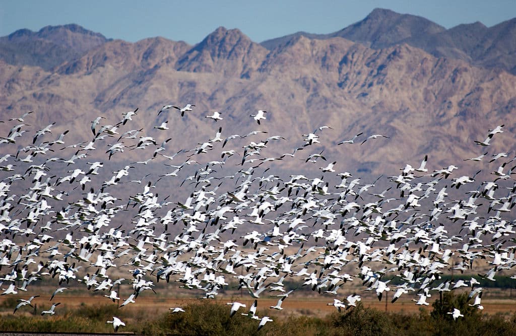 Gansos blancos sobrevuelan un lago en California en su migración anual de invierno.