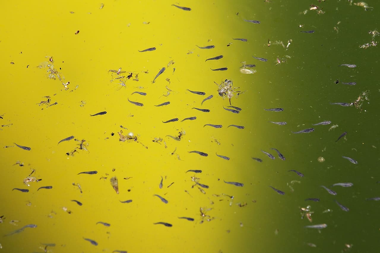 Para prevenir la propagación del virus de Nilo Occidental, las autoridades locales recomiendan seguir estas medidas de precaución: