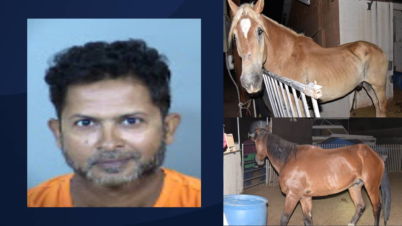Arrestan a un hombre por crueldad animal y rescatan a tres caballos en Chandler
