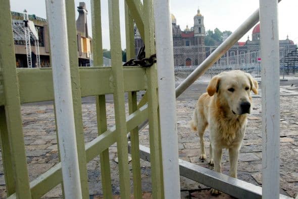 También se debe legislar la regulación de los métodos de sacrificio para evitar el sufrimiento a los animales.