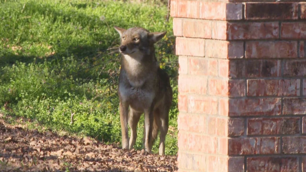 Los primeros meses del año, aumentan los avistamientos y encuentros con coyotes, debido a que es su periodo de apareamiento, indican las autoridades.