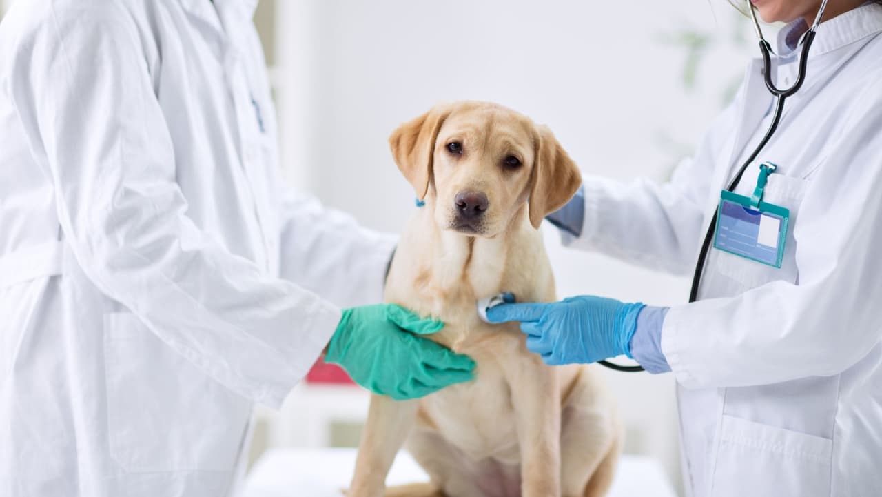 Los veterinarios pueden realizar
<b>pruebas</b> para detectar el virus, al igual que una prueba de PCR para COVID-19 en humanos, aunque una prueba de gripe canina puede costar
<b> $ 38</b> por hisopo nasal o más.
<br>