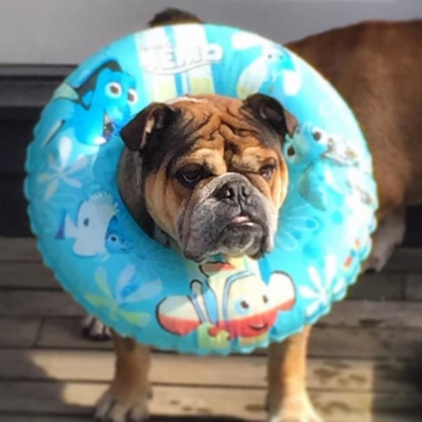 Y tú ¿ya tienes plan para las vacaciones de verano con tu mascota?