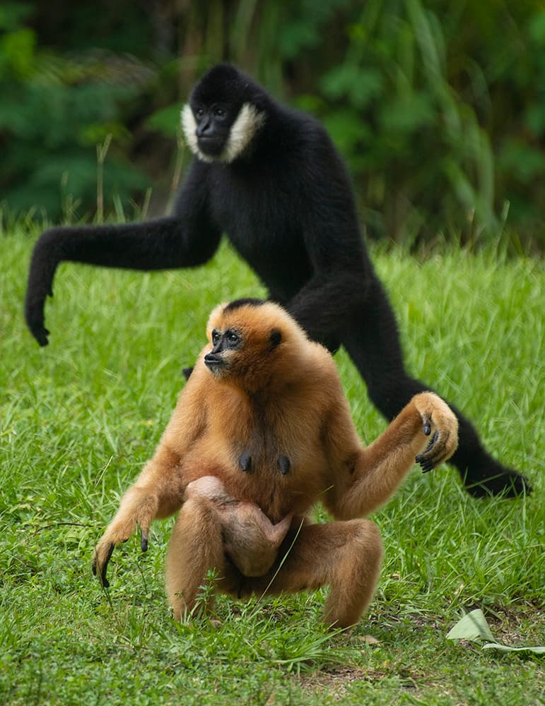 Estos primates en peligro de extinción se encuentran naturalmente en los bosques tropicales del sudeste asiático, donde se alimentan de una variedad de frutas, hojas e insectos. Son animales monógamos cuyos llamados territoriales de tono alto pueden escucharse a grandes distancias en el bosque.