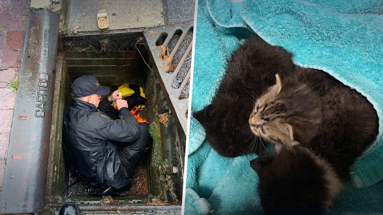 Así fue el rescate de 3 gatos atrapados en una alcantarilla en Raleigh