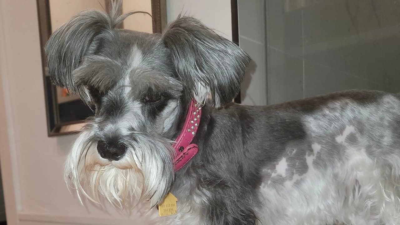 El Centro de Adopciones y Refugio Animal de Houston va a poner microchips de forma gratuita el lunes 6 de febrero y martes 7 de febrero de 8:00 am a 10:00 am.