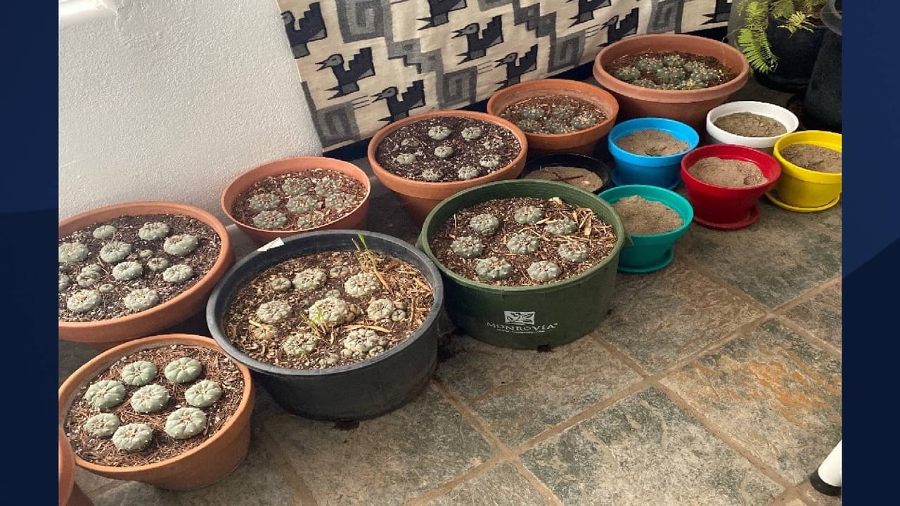 “Tiffany Michelle Smith, de 48 años, que vive con Dearmon, enfrenta cargos similares por estar involucrada en la operación”, indica la Oficina del Sheriff del condado de Yavapai. 
<br>