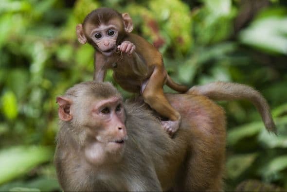 Una madre con su bebé siempre será un motivo de alegría, pero la ternura nos rebasa con estos monitos adorables.