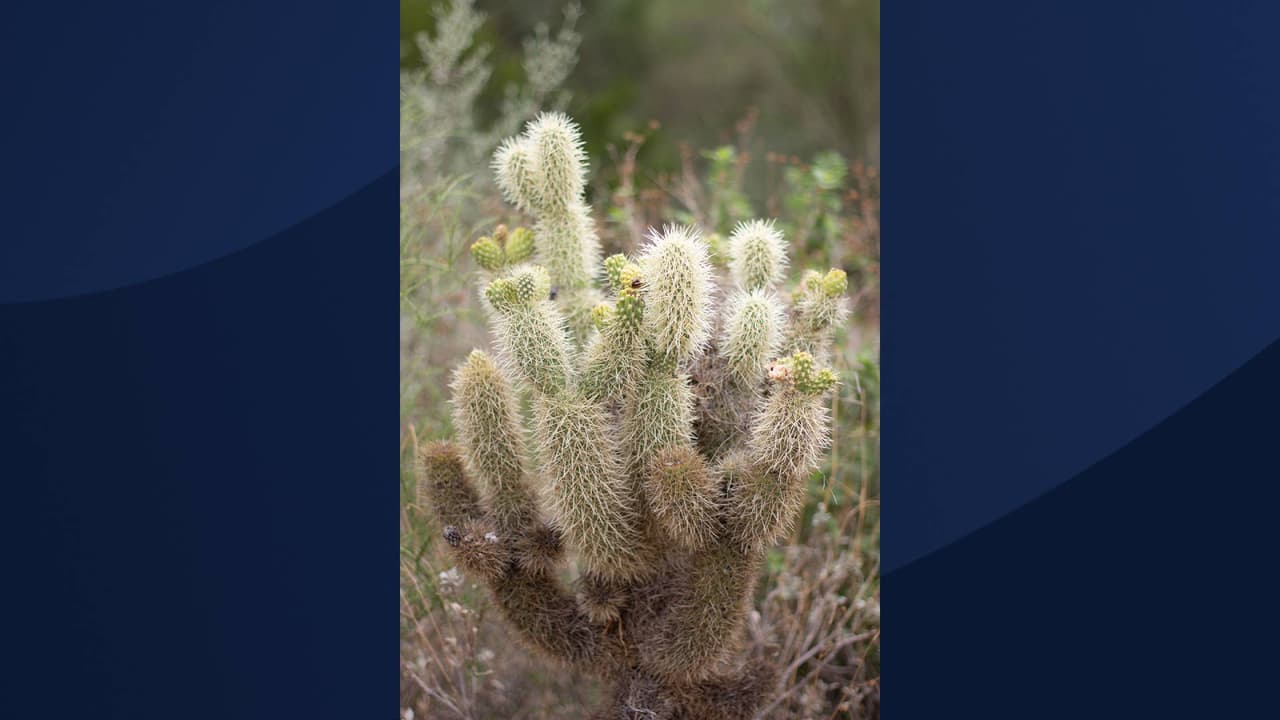 Según Tucson Botanical Gardens, el 
<i>cactus cholla saltarín</i> se encuentra en llanos arenosos y en lavados rocosos. Este cactus se encuentra al oeste y sur de Arizona y en otros estados como 
<a href="https://www.univision.com/temas/california">California</a>, Utah, Nevada y Sonora, México. 
<br>