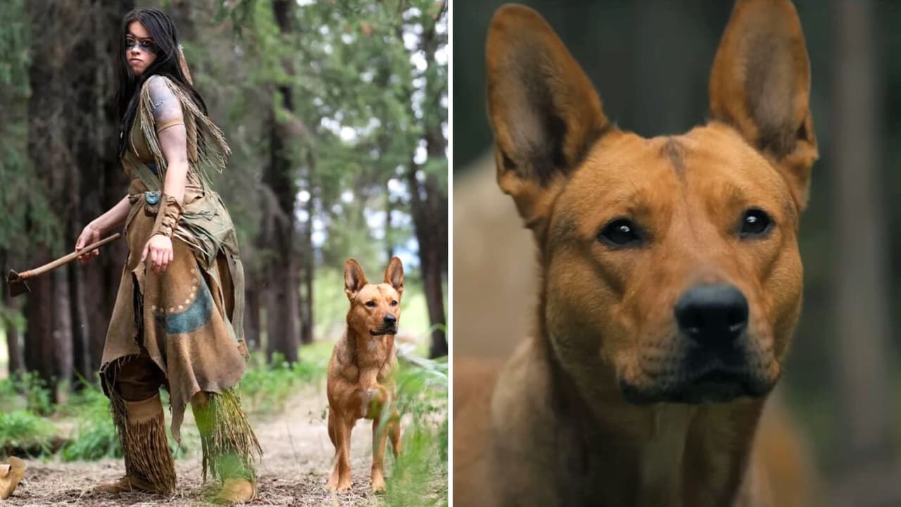 'Prey': la perrita Sarii fue un "desastre" en el rodaje: así hizo sufrir a la producción