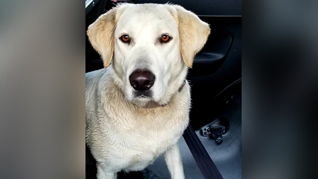 El sargento indicó que el perro se portó muy bien.