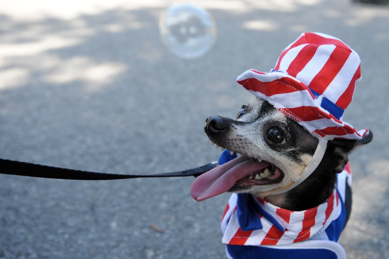 <b>Es importante tener a la mascota con la debida identificación.</b> Si la mascota llega a fugarse y perderse sin la identificación apropiada será mucho más difícil encontrarla. Considera el microchip, medallas de identificación con su nombre y teléfono de contacto o ambos. Es también buena idea tener una foto reciente de ella en caso de que tengas que poner letreros para encontrarla.