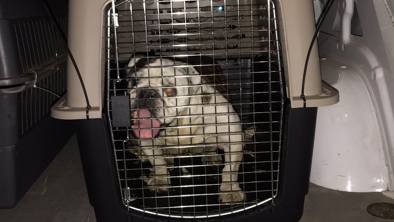 “¡Lo logramos! Bienvenidos a casa, estamos de regreso con mascotas listas para un nuevo comienzo”, indicaron en la publicación en sus redes sociales.