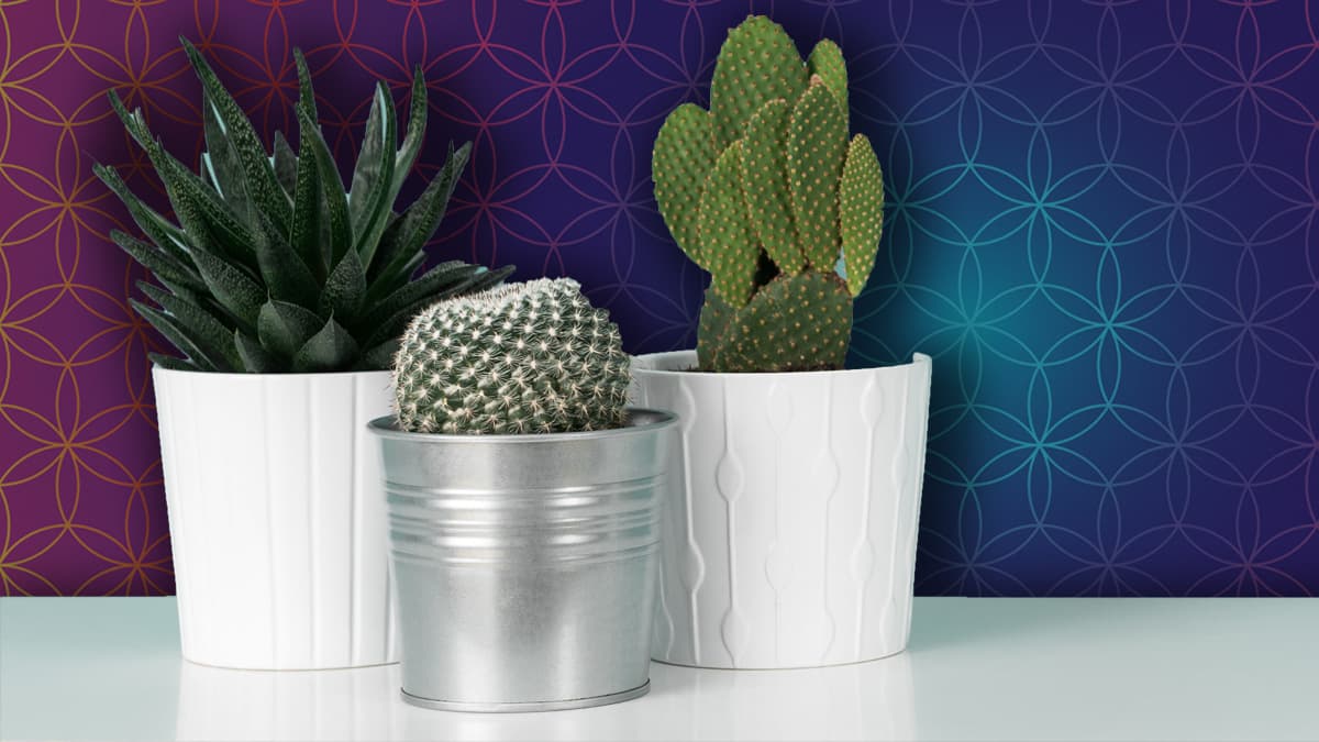 Varias plantas pueden ser nuestras aliadas en protegernos de cualquier tipo de negatividad que quiera afectarnos, pues están llenas de energía - pueden emanar y absorberla a su gusto, dependiendo de la especie.