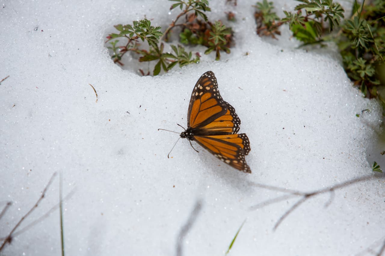 La crisis climática tuvo un impacto "considerable" en el proceso migratorio de la monarca, según dos estudios de la Alianza WWF-Fundación Telmex Telcel, en colaboración con la Comisión Nacional de Áreas Naturales Protegidas (CONANP) y con la Universidad Nacional Autónoma de México (UNAM). El
<a href="https://www.univision.com/temas/cambio-climatico">cambio climático</a>, la modificación de uso de los suelos y la reducción de algodoncillos en sus lugares de reproducción, afectan el proceso de migración del lepidóptero, indicó el informe de WWF.