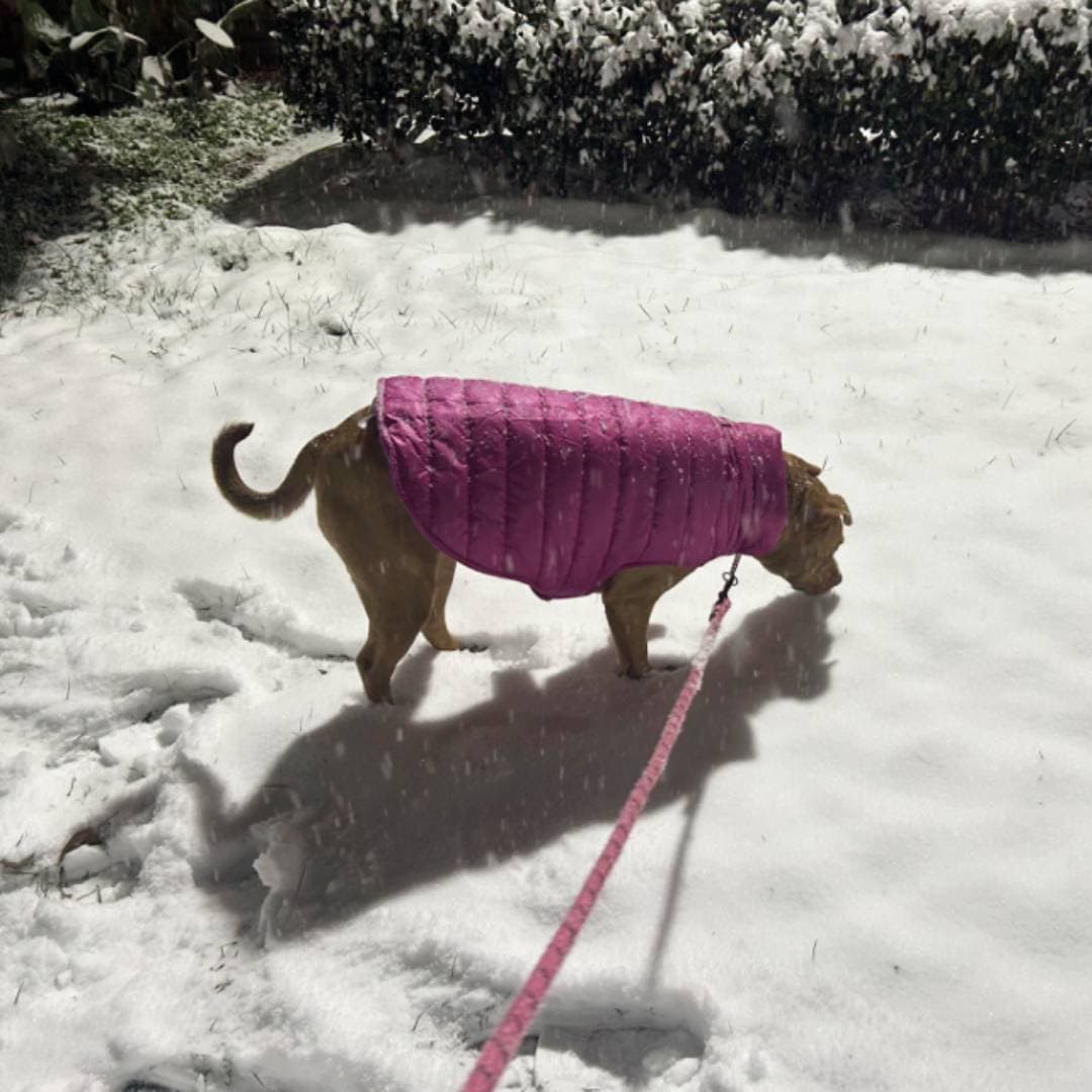 Pero las mascotas no podían faltar. Prueba de ello la fotografía que nos hizo llegar Berna Vasquez.