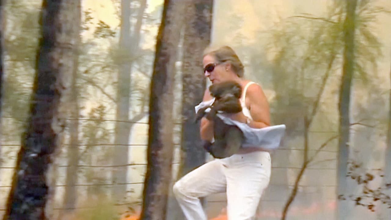 La semana pasada nuevos incendios forestales masivos se propagaron por el estado australiano de Nueva Gales del Sur. Toni Doherty, una mujer de la localidad, vio al animal en peligro, se quitó la camisa y entró al fuego para rescatarlo.
<a href="https://www.univision.com/noticias/edicion-digital/el-koala-que-se-viralizo-tras-ser-rescatado-de-un-incendio-en-australia-se-recupera-en-un-hospital-video">La escena se hizo viral</a> y muchas personas pudieron entender la magnitud de los incendios y devastación que estaban causando.