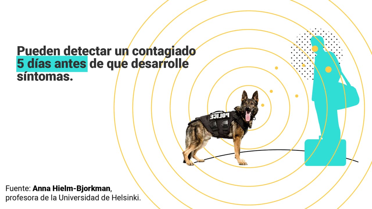 <a href="https://www.univision.com/noticias/los-perros-pueden-oler-si-alguien-tiene-el-coronavirus-esto-es-lo-que-sabemos" target="_blank">Aquí puedes leer la explicación completa. </a>