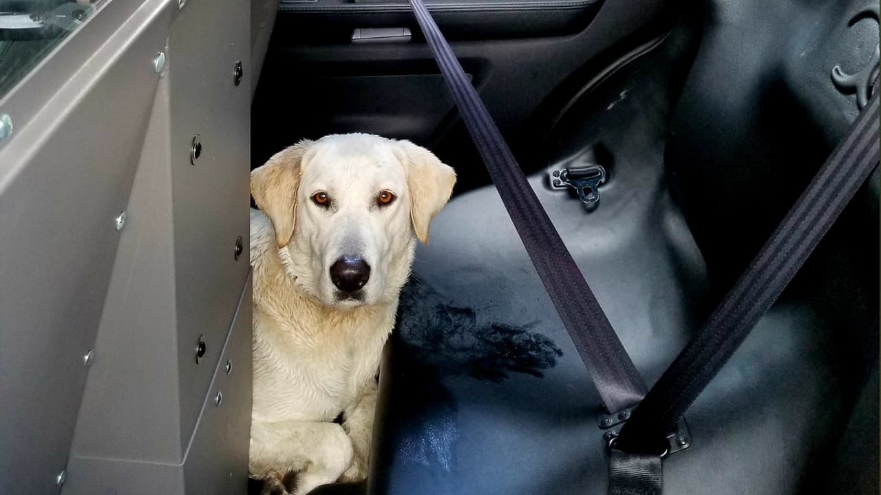 El sargento agradeció a las personas que cuidaron del animal en lo que él llegaba.