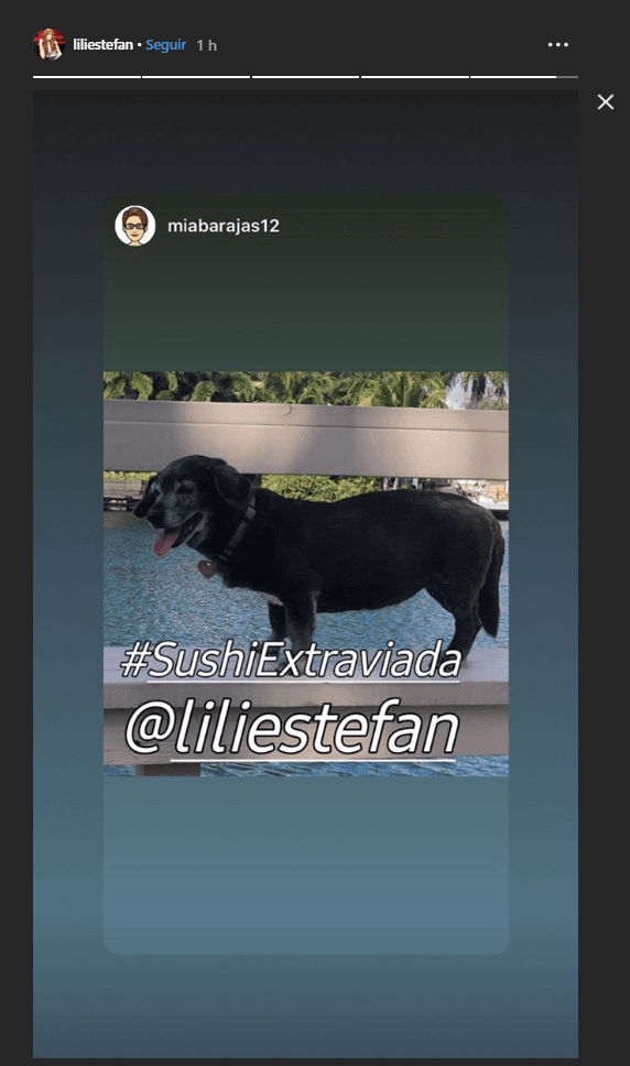 De inmediato los seguidores de Lili Estefan fueron solidarios con ella e hicieron eco del mensaje de la conductora. Sushi apareció a las tres horas de haber sido reportada, en las redes sociales, como extraviada.