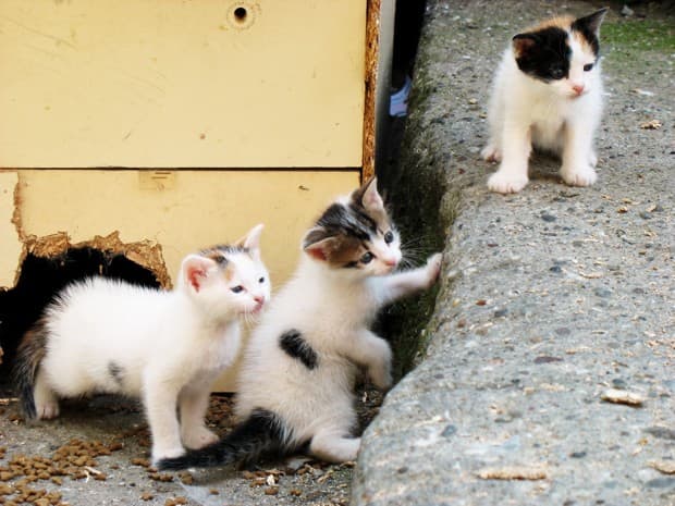 Las extraordinarias vidas de los gatos callejeros de Estambul