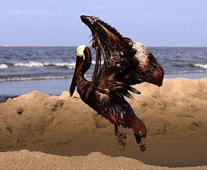 Playas desiertas. Cientos de kilómetros de playas en el sur de Estados Unidos permanecen desiertas, mudas testigos de la llegada de la peor marea negra en la historia del país. ¿Cuándo las abrirán al público? Cuando limpien el Golfo de México. ¿Y cuánto tiempo demorará la limpieza? La cura para el desastre del Exxon Valdez tardó casi una década. Esta vez el desastre es mayor, incalculable.