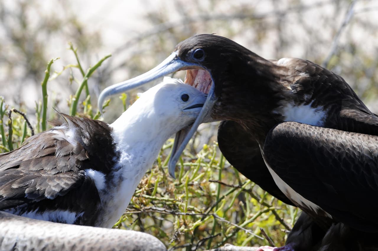 Cerca del 50% de los vertebrados en peligro de extinción vive en islas y salvarlos es menos complicado