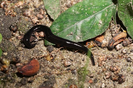 <b>Es pequeño</b>. El Platydemus manokwari, su nombre científico varía de 1.6 a 2.6 pulgadas. Ambos extremos del animal se parecen, pero el extremo con la cabeza es más estrecho y tiene dos manchas oculares. La parte inferior tiene un color bronceado pálido y la parte superior tiene una franja.