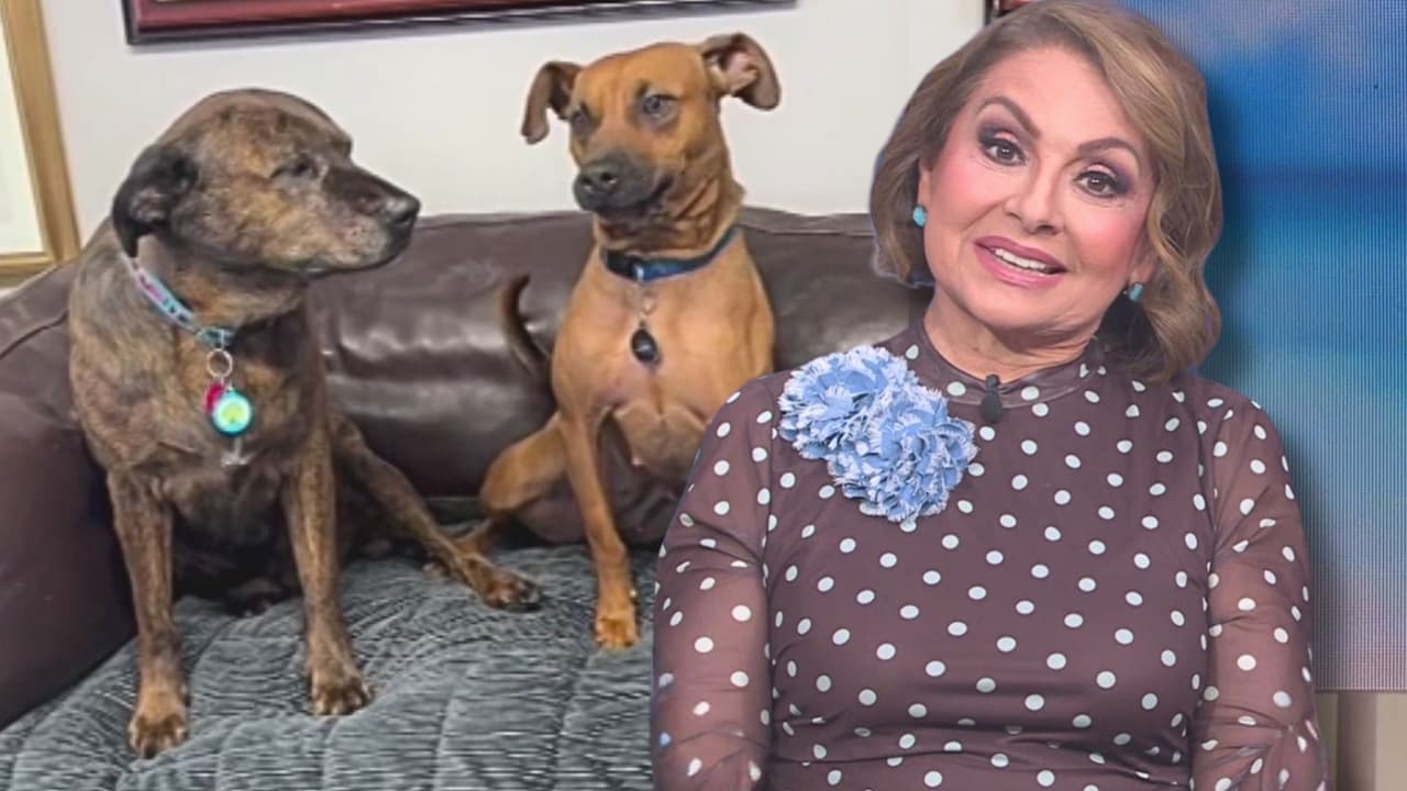 María Antonieta Collins enamora con las travesuras de Lupita y Valentina en su "perronovela"