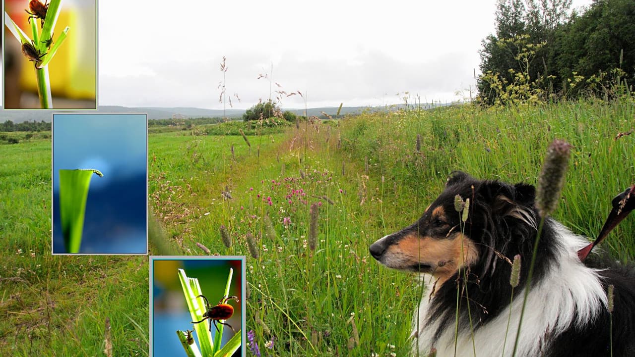 <b>¿Qué garrapatas se encuentran en los perros en el área de Filadelfia? </b>Las especies de 
<b>garrapatas</b> varían según el lugar donde vivas y pueden afectarte tanto a ti como a tu amigo de cuatro patas. En Filadelfia, como en el resto de Pensilvania, las especies más comunes que se adhieren a los perros son 
<b>la garrapata del perro estadounidense</b> y la 
<b>garrapata del venado</b> que transmite la 
<b>enfermedad de Lyme</b>. 
<br>