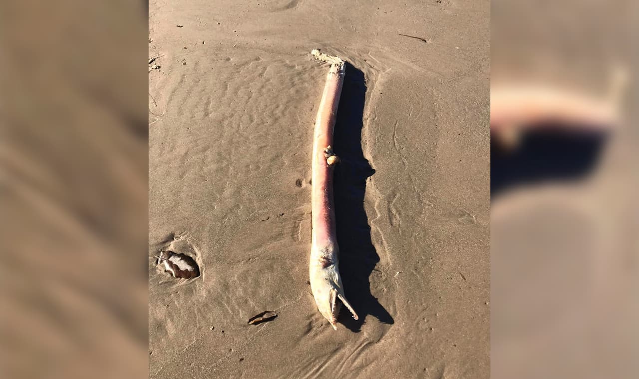 Suzanne Choate Arceneaux estaba caminando por Crystal Beach en la Península Bolívar a principios de mes, cuando se topó con el "extraño" pez.