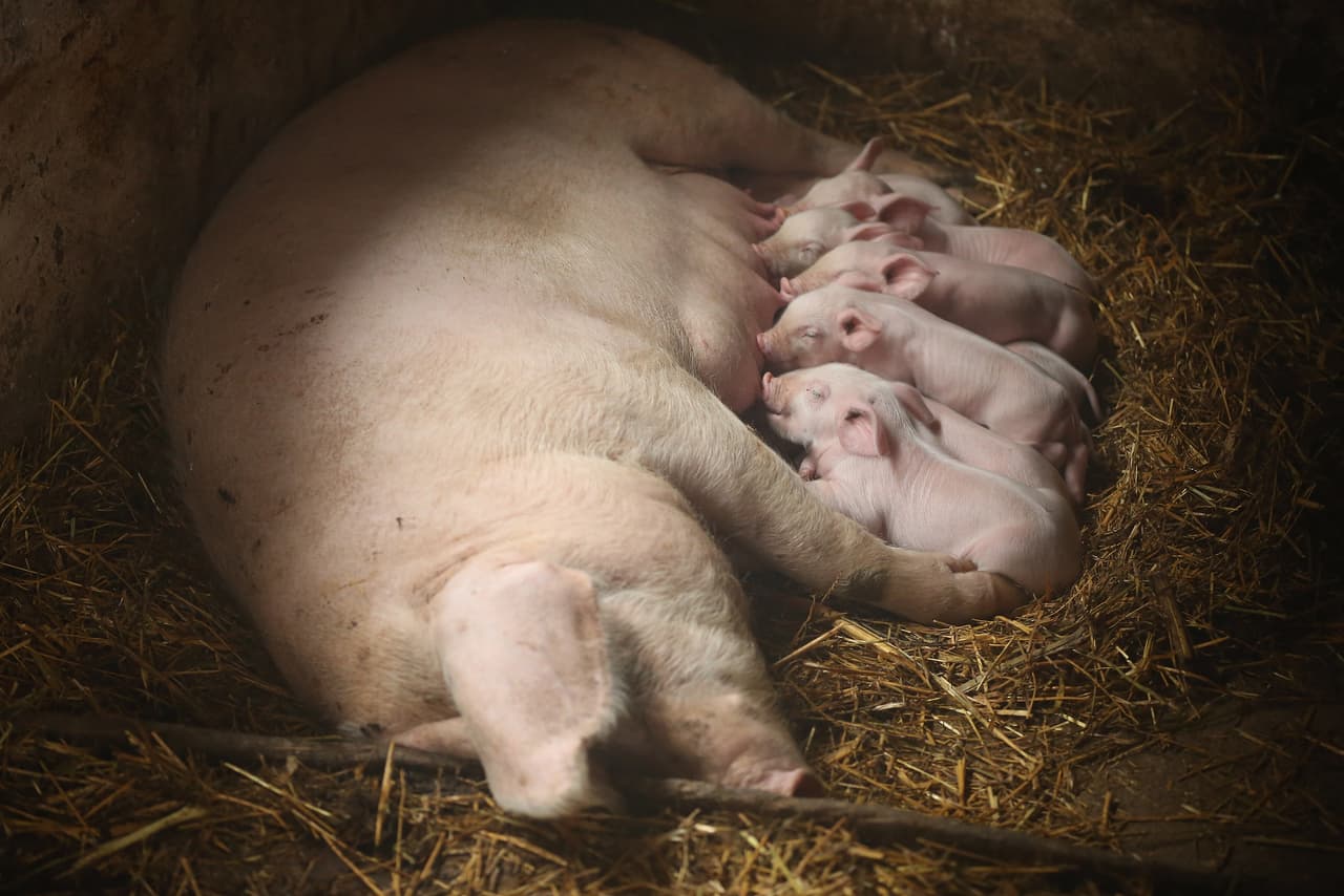 La vida de un puerquito es muy pesada.