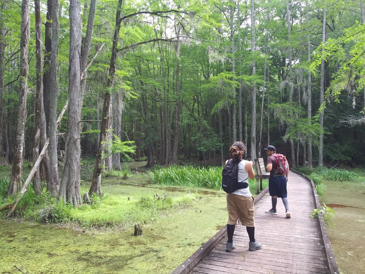 <b>Merchants Millpond State Park</b>
<br>
<b>Sitio web</b>:
<a href="https://www.ncparks.gov/state-parks/merchants-millpond-state-park">https://www.ncparks.gov/state-parks/merchants-millpond-state-park</a>
<br>
<b><a href="https://maps.app.goo.gl/29AG8sVZHkg81BdP7">Cómo llegar</a> </b>
<br>
<br>Este parque está ubicado en Gatesville, Carolina del Norte, y es conocido por su estanque, rodeado de exuberante vegetación y vida silvestre. El parque ofrece rutas de senderismo, kayak, pesca y observación de aves.