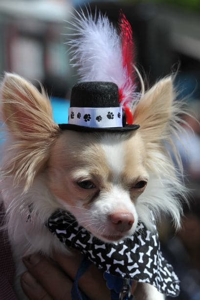 Decenas de perritos se disfrazaron y personificaron en tradicionales vestimentas para festejar el 5 de Mayo.