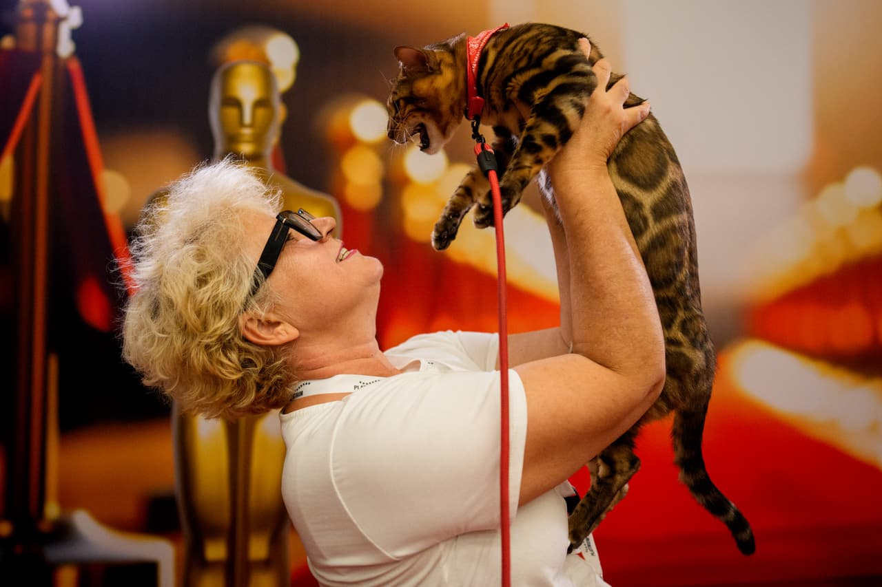 El concurso para descubrir al gato más bonito del mundo 