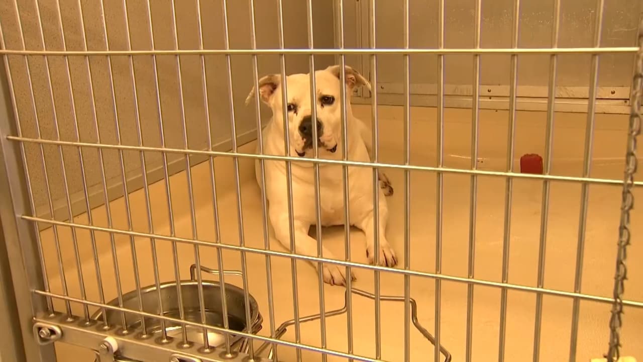 “Hemos tenido que ser creativos”: refugio de animales de Miami-Dade no tiene más espacio para mascotas