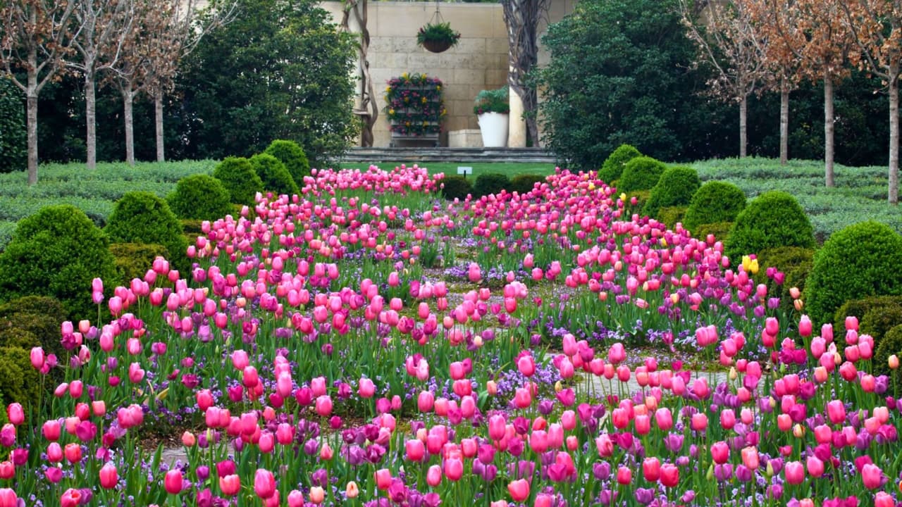 <h3 class="cms-H3-H3">Boletos y precios 💰</h3> Dallas Blooms
<b> está incluido en la admisión general. </b>
<br>👉🏻 Adultos entre semana alrededor de 
<b>21.95 dólares. </b>
<br>👉🏻 Adultos viernes a domingo cerca de 
<b>25.95 dólares.</b> 
<br>👉🏻 Niños de 2 a 12 años 
<b>pagan tarifa reducida. </b>
<br>El estacionamiento 
<b>ronda los 15 dólares por vehículo, </b>más impuestos y cargos.