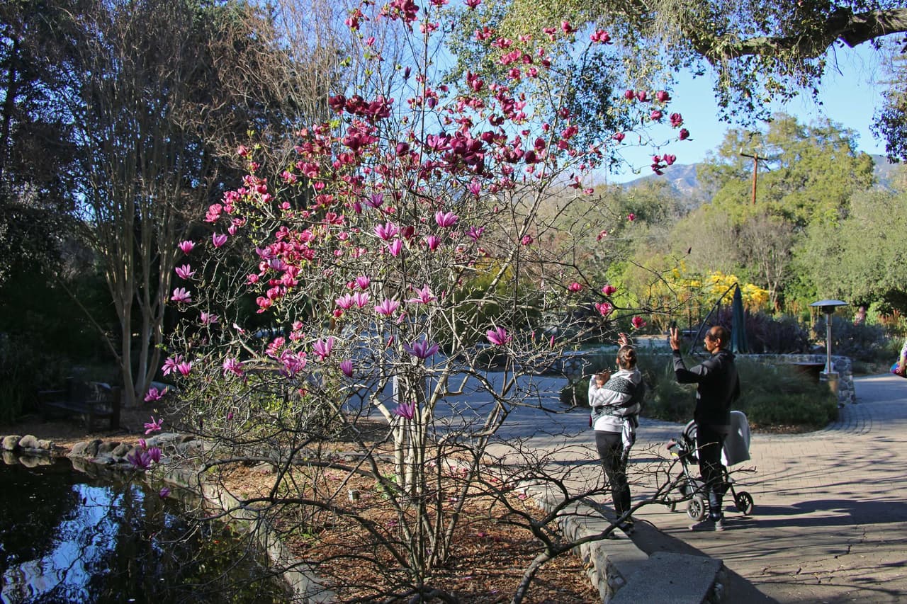 “Las magnolias 'Susan' y 'Rustica Rubra' están floreciendo cerca de Center Circle”, anuncian voceros de Descanso Gardens.