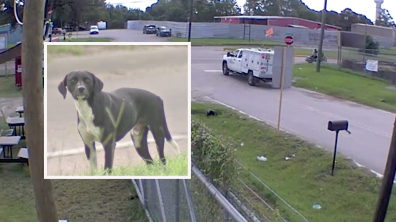 ¿Qué se está haciendo ante el incremento de ataques de perros a residentes de Houston? Autoridades explican