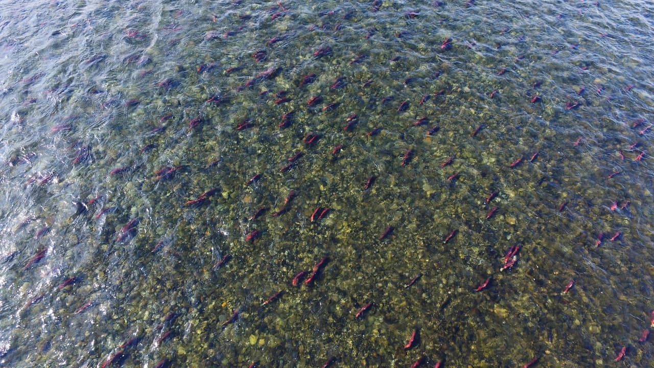 La carrera de 2017 atrajo a más de 55 millones de salmones, uno de los más grandes jamás registrados.